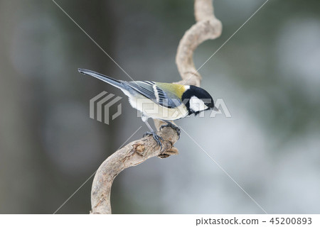 Tit Sapporo City 45200893