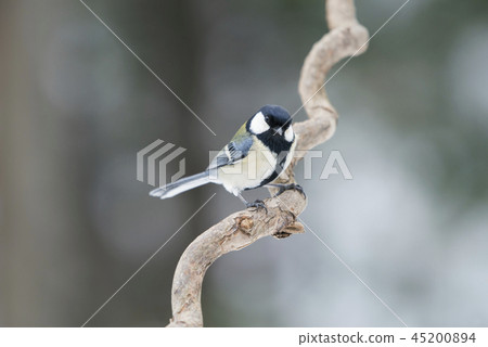 Tit Sapporo City 45200894