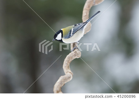 Tit Sapporo City 45200896