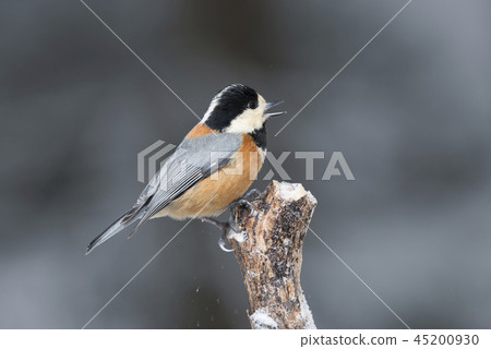 Sapporora市 45200930