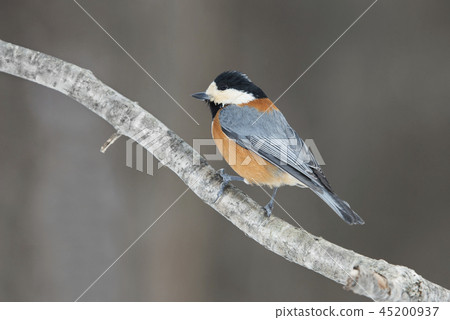 Sapporora City Sapporora City 45200937