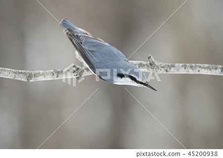 Shirohara Goju Sapporo City 45200938