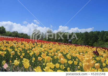 瀧野suzuran公園 45201548