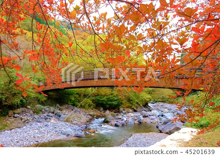 See the beautiful autumn leaves 45201639