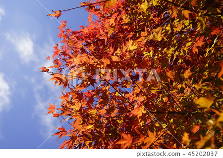 Hyogo Prefecture Mita City Mother and Child Autumn Momiji Autumn leaves Hyogo Prefecture Mita City Mother and Child Autumn Momiji Autumn leaves 45202037