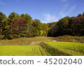 兵庫縣三田市母子秋天稻田秋天 45202040