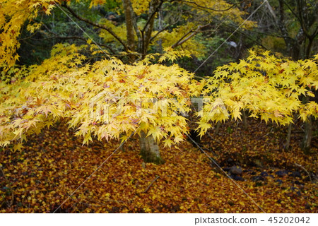 Autumn yellow leaves of Mita City, Hyogo Prefecture Autumn yellow leaves of Mita City, Hyogo Prefecture 45202042