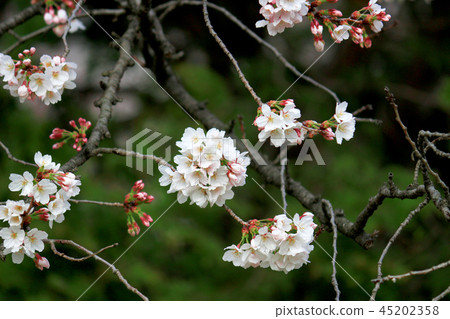 櫻花在日本 櫻花在日本 45202358