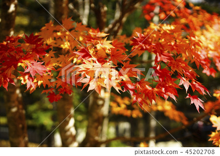 Sunlight leaves and autumn leaves Sunlight leaves and autumn leaves 45202708