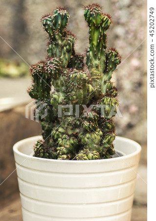 succulent white pot close-up selective focus out door succulent white pot close-up selective focus out door 45202749
