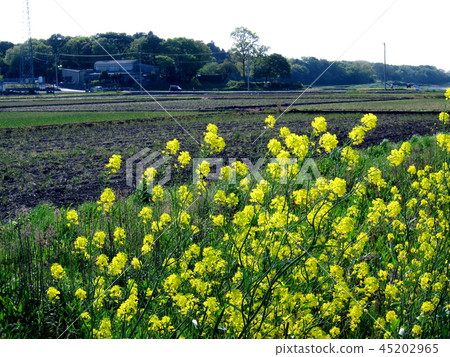 Before rice planting Before rice planting 45202965