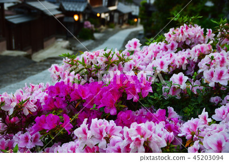 杜鵑花盛開的馬小屋 杜鵑花盛開的馬小屋 45203094