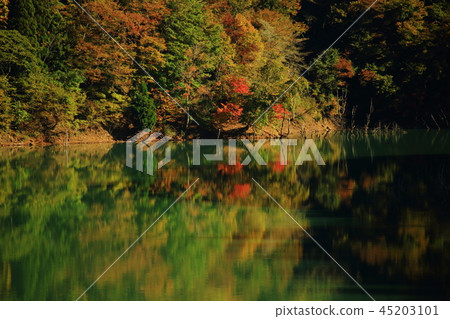 Autumn leaves of Tokuyama dam Autumn leaves of Tokuyama dam 45203101