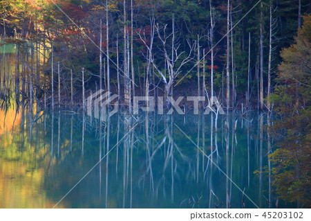 Autumn leaves of Tokuyama dam Autumn leaves of Tokuyama dam 45203102