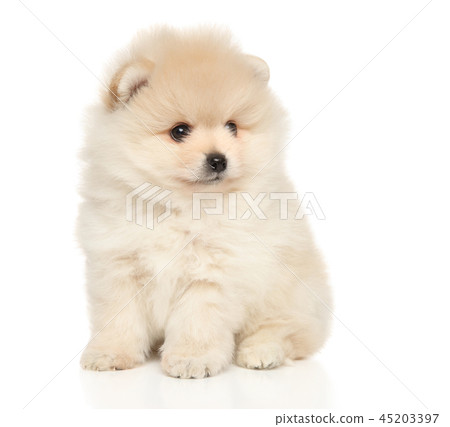 Pomeranian Spitz puppy sitting on white background Pomeranian Spitz puppy sitting on white background 45203397