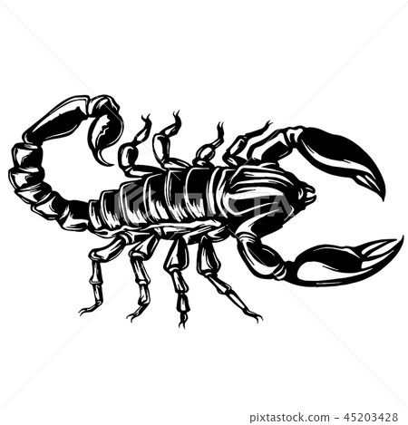vector of a Scorpion illustration on isolated background vector of a Scorpion illustration on isolated background 45203428