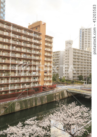 Cherry blossoms of Meguro River 45203583