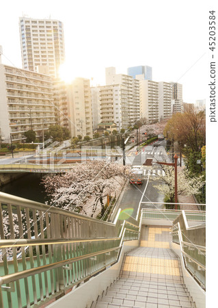 Cherry blossoms of Meguro River 45203584