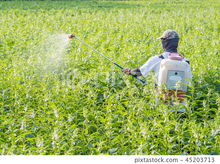  Young farmer sprinkle pesticides pests and diseases sesame field spraying pesticides 45203713
