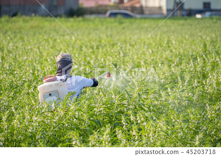  Young farmer sprinkle pesticides pests and diseases sesame field spraying pesticides 45203718
