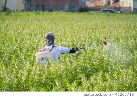  Young farmer sprinkle pesticides pests and diseases sesame field spraying pesticides 45203719