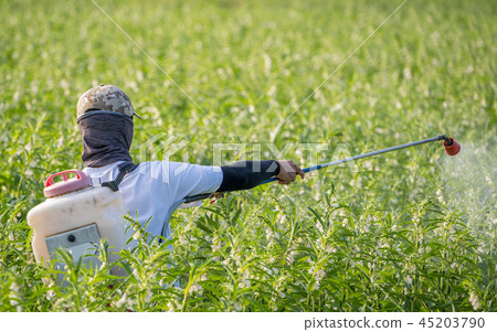  Young farmer sprinkle pesticides pests and diseases sesame field spraying pesticides 45203790