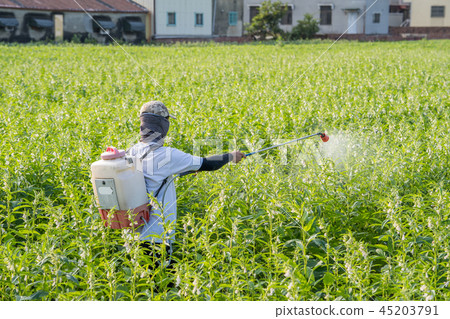  Young farmer sprinkle pesticides pests and diseases sesame field spraying pesticides 45203791