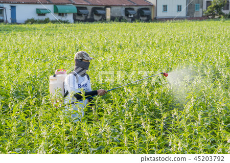  Young farmer sprinkle pesticides pests and diseases sesame field spraying pesticides 45203792