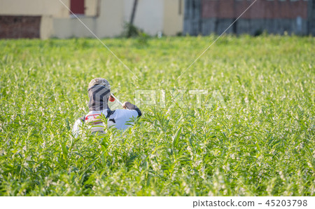  Young farmer sprinkle pesticides pests and diseases sesame field spraying pesticides 45203798