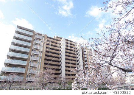 目黑河的櫻花 目黑河的櫻花 45203823