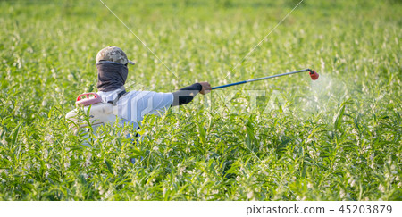  Young farmer sprinkle pesticides pests and diseases sesame field spraying pesticides 45203879