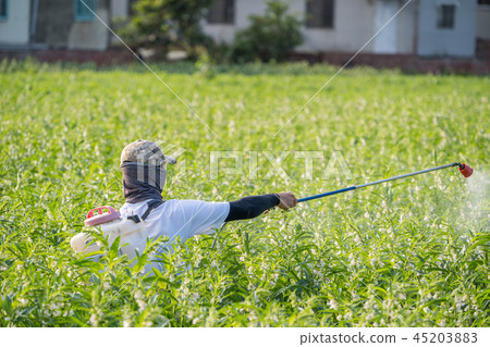  Young farmer sprinkle pesticides pests and diseases sesame field spraying pesticides 45203883