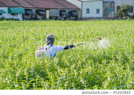  Young farmer sprinkle pesticides pests and diseases sesame field spraying pesticides 45203885