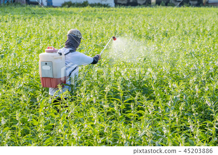  Young farmer sprinkle pesticides pests and diseases sesame field spraying pesticides 45203886