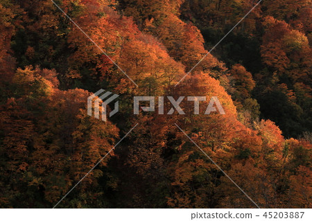 Autumn leaves illuminated by the west sun 45203887