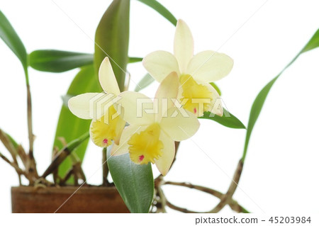 Cattleya Fairyland Cattleya Fairyland 45203984