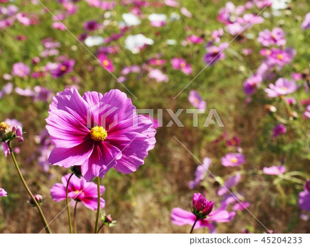 Cosmos flower cosmos autumn cherry blossom Cosmos flower cosmos autumn cherry blossom 45204233