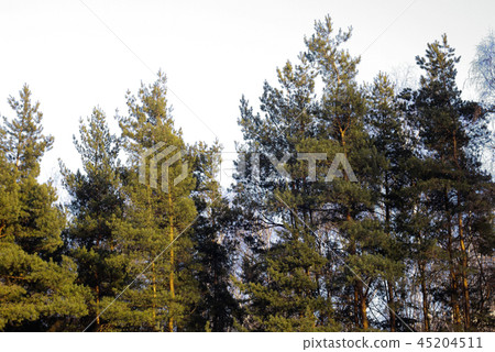 Spring or winter forest in sunny weather with snow Spring or winter forest in sunny weather with snow 45204511