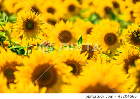 Sunflower, summer image 45204666