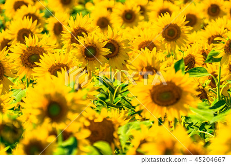 Sunflower, summer image 45204667