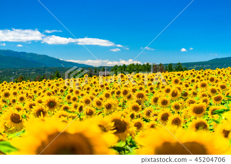 Sunflower, summer image Sunflower, summer image 45204706