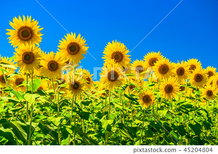 Sunflower, summer image Sunflower, summer image 45204804