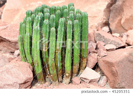 Euphorbia resinifera - Resin spurge Euphorbia resinifera - Resin spurge 45205351