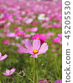 Cosmos 45205530