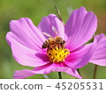 Bee and Cosmos 45205531