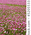  Cosmos field 45205533