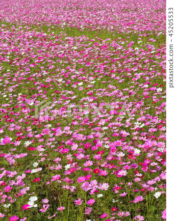 Cosmos field Cosmos field 45205533