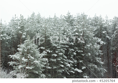 Beautiful slender pine forest in winter Background Beautiful slender pine forest in winter Background 45205764