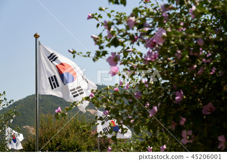 Taegeukgi和芙蓉在風中拍打 45206001