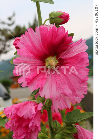 Tatiaoi花 Tatiaoi花 45206107